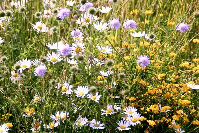 Blumenwiese mit Gräsern (100g)
