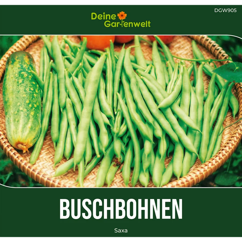 Buschbohne Saxa Saatgut