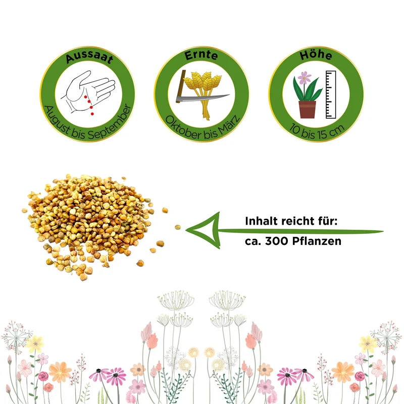 Feldsalat Volhart 3 Saatgut