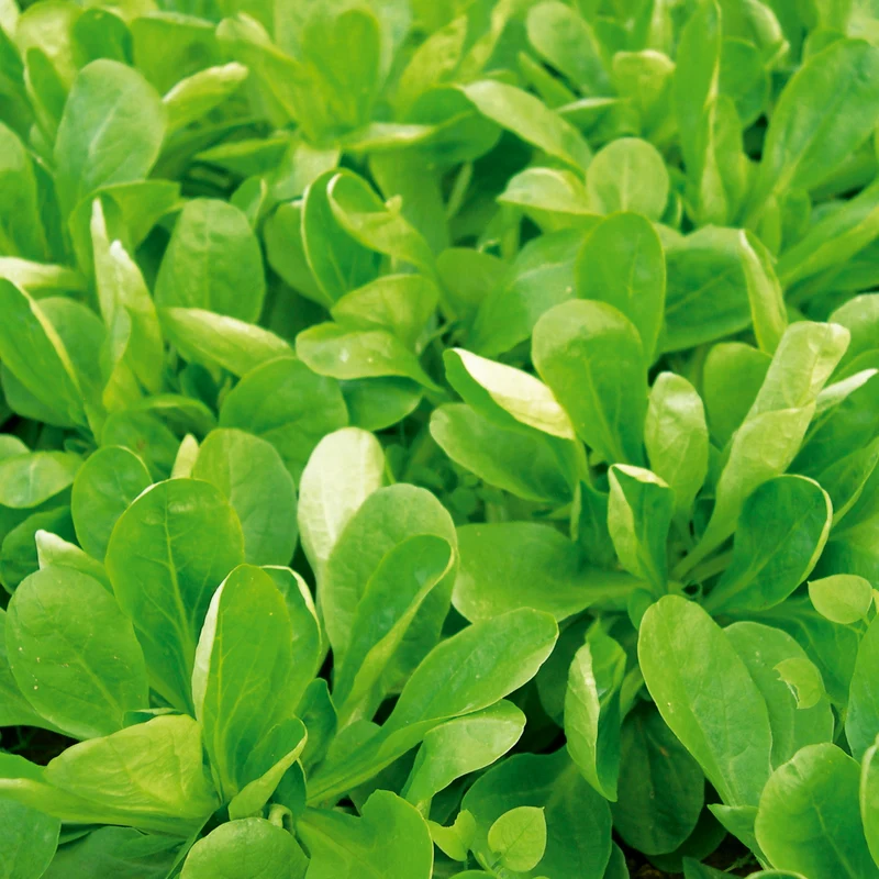 Feldsalat Volhart 3 Saatgut