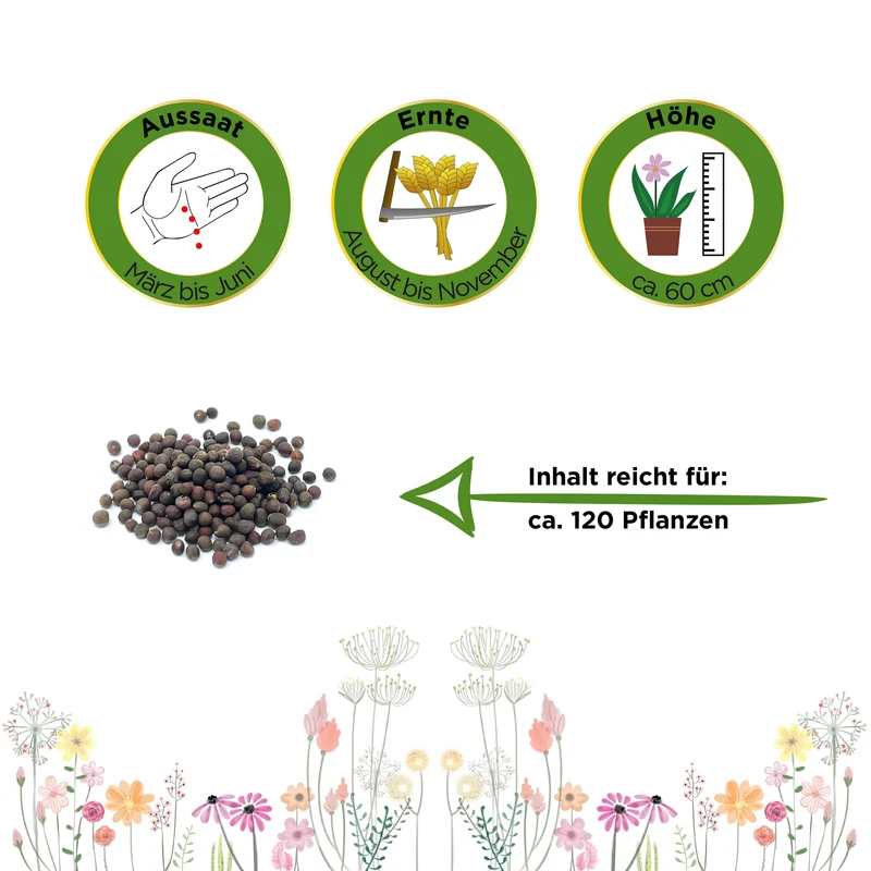 Palmkohl Nero di Toscana Saatgut