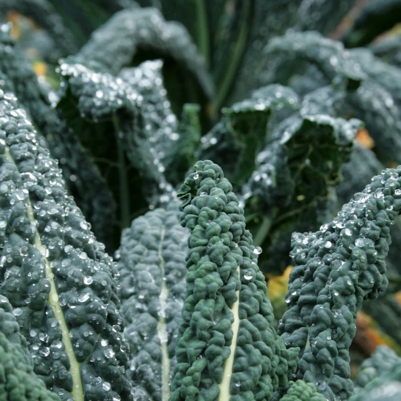 Palmkohl Nero di Toscana Saatgut
