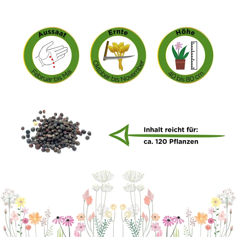 Rotkohl Roodkop 2 Saatgut