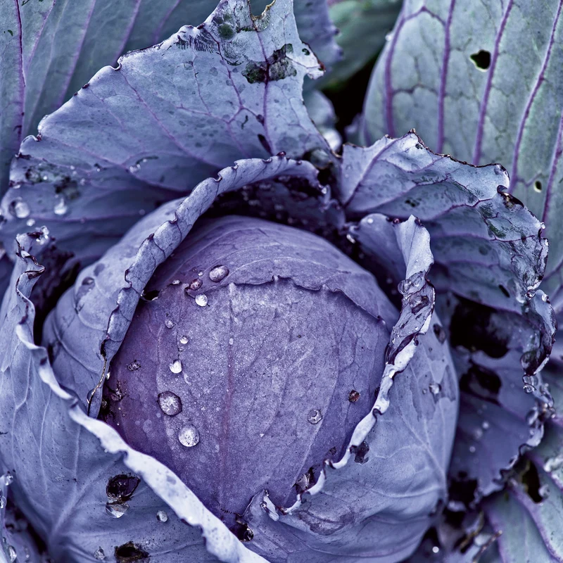 Rotkohl Roodkop 2 Saatgut