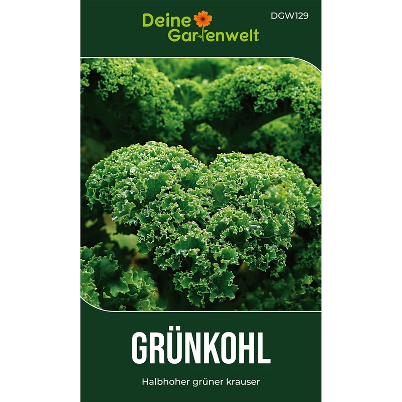 Grünkohl Halbhoher grüner Krauser Saatgut