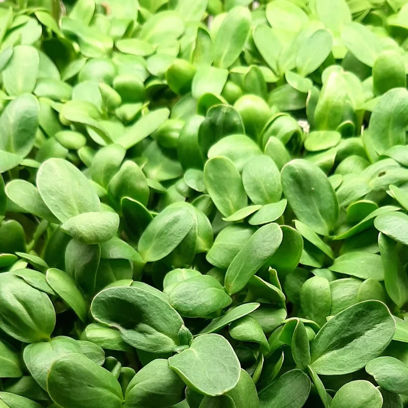 Organic Microgreen Seed: Black Oil Sunflower