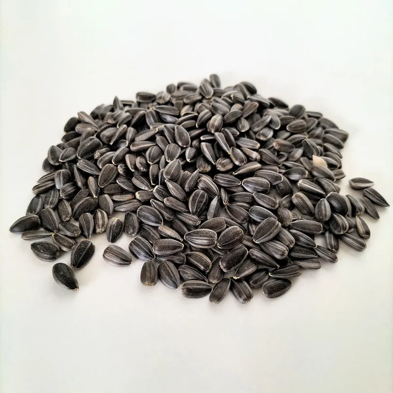 Organic Microgreen Seed: Black Oil Sunflower