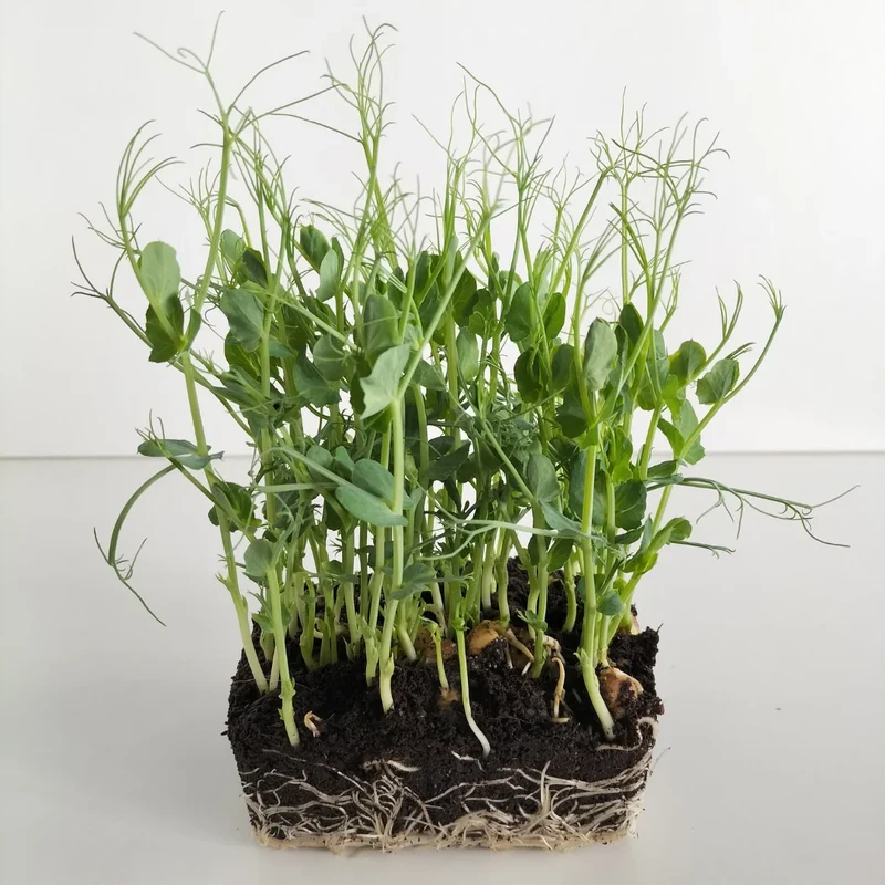 Organic Microgreen Seed: Green Pea (Tendrils)