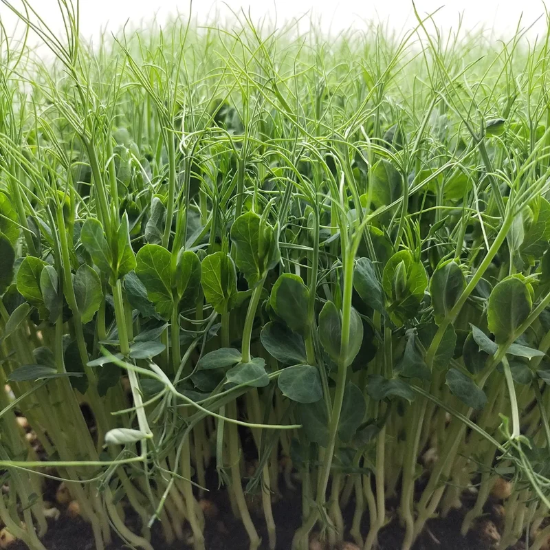 Organic Microgreen Seed: Green Pea (Tendrils)
