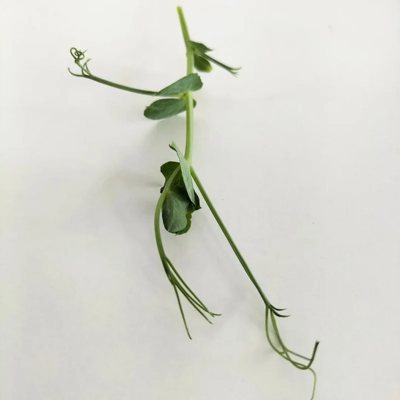 Organic Microgreen Seed: Green Pea (Tendrils)