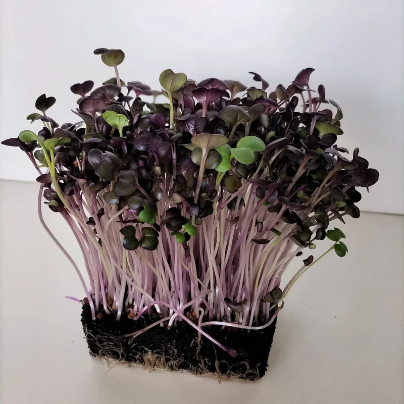 Organic Microgreen Seed: Red Rambo Radish