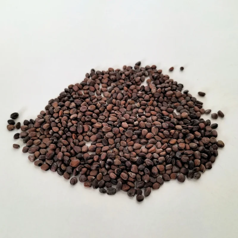 Organic Microgreen Seed: Red Rambo Radish