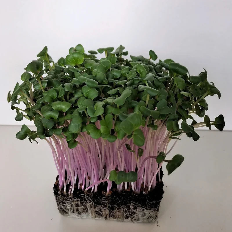 Organic Microgreen Seed: China Rose Radish