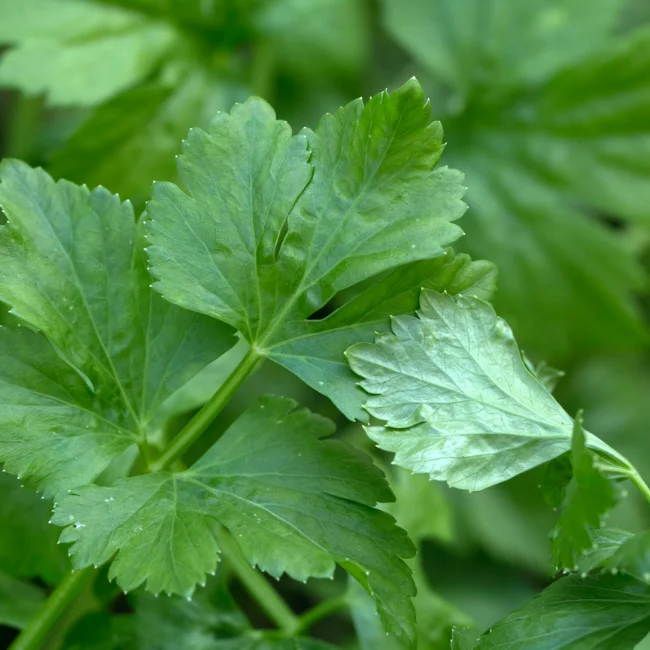 Celery: Gewone Snij Organic Seed