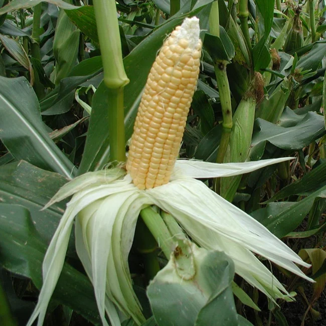 Corn: Sweetcorn Golden Bantam Organic Seed