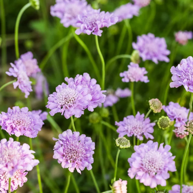 Pincushion Flower Organic Seed