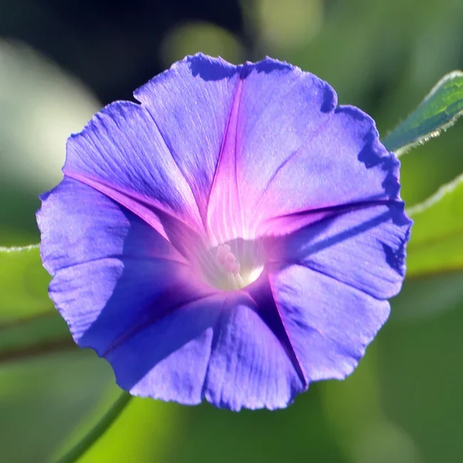 Morning Glory: Star of Yelta Organic Seed