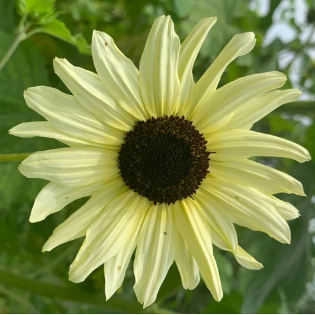 Sunflower: Italian White Organic Seed