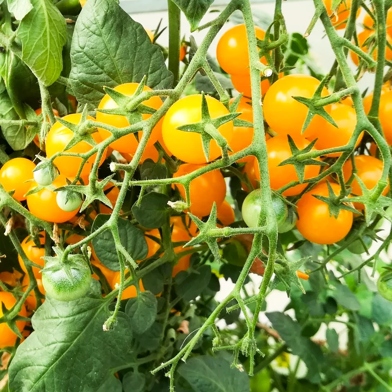 Gelbe Clementine Bio-Tomatensamen