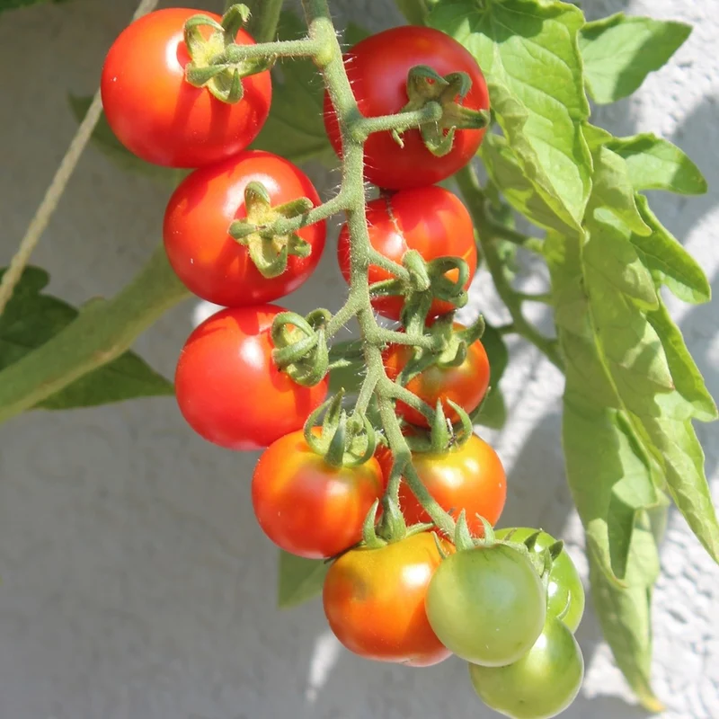 Resi Bio-Tomatensamen