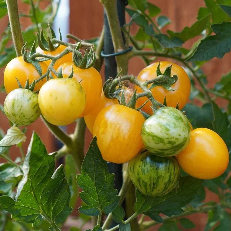 Topaz Bio-Tomatensamen