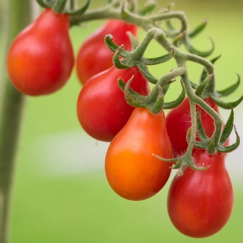 Rotes Birnchen Bio-Tomatensamen