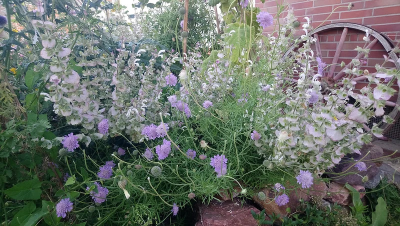 Taubenskabiose (Scabiosa columbaria)