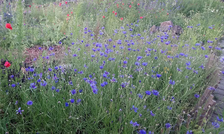 Kornblume (Centaurea Cyanus)