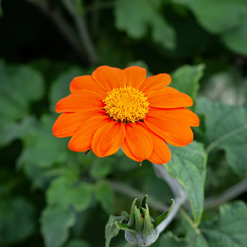 Mexikanische Sonnenblume - Fiesta Del Sol