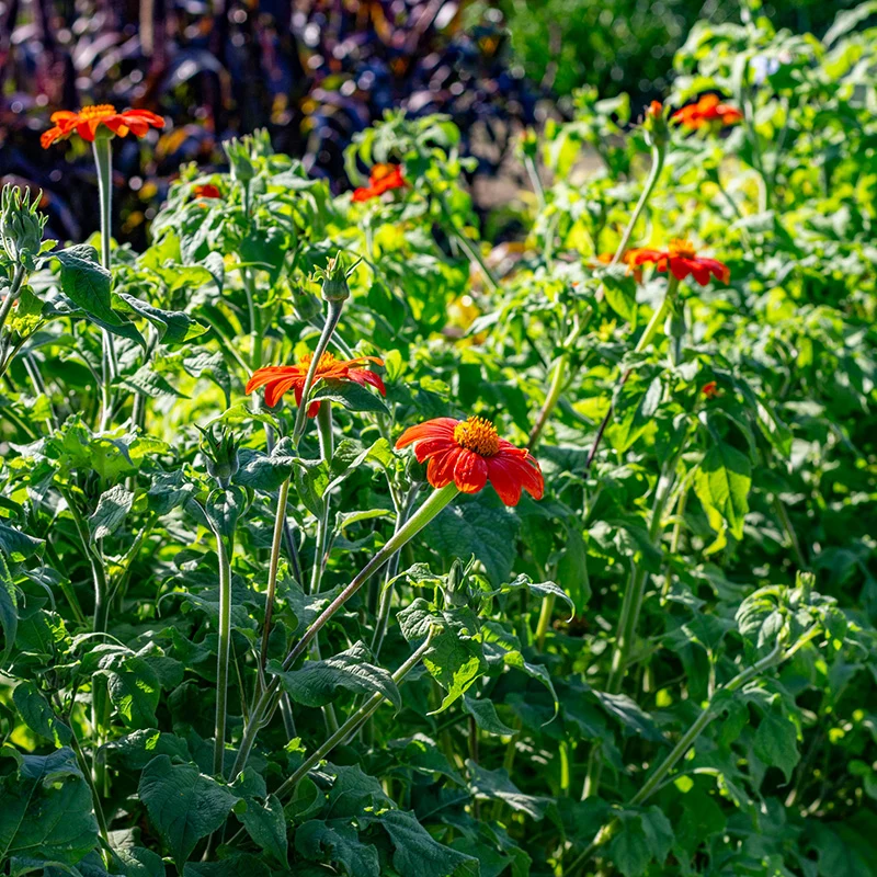 Mexikanische Sonnenblume - Fiesta Del Sol
