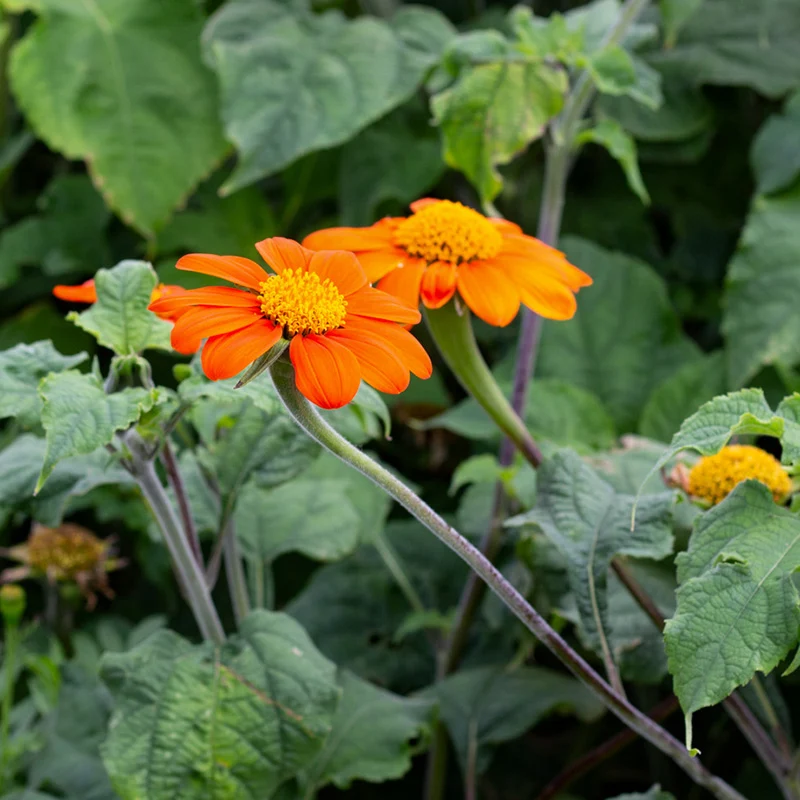 Mexikanische Sonnenblume - Fiesta Del Sol