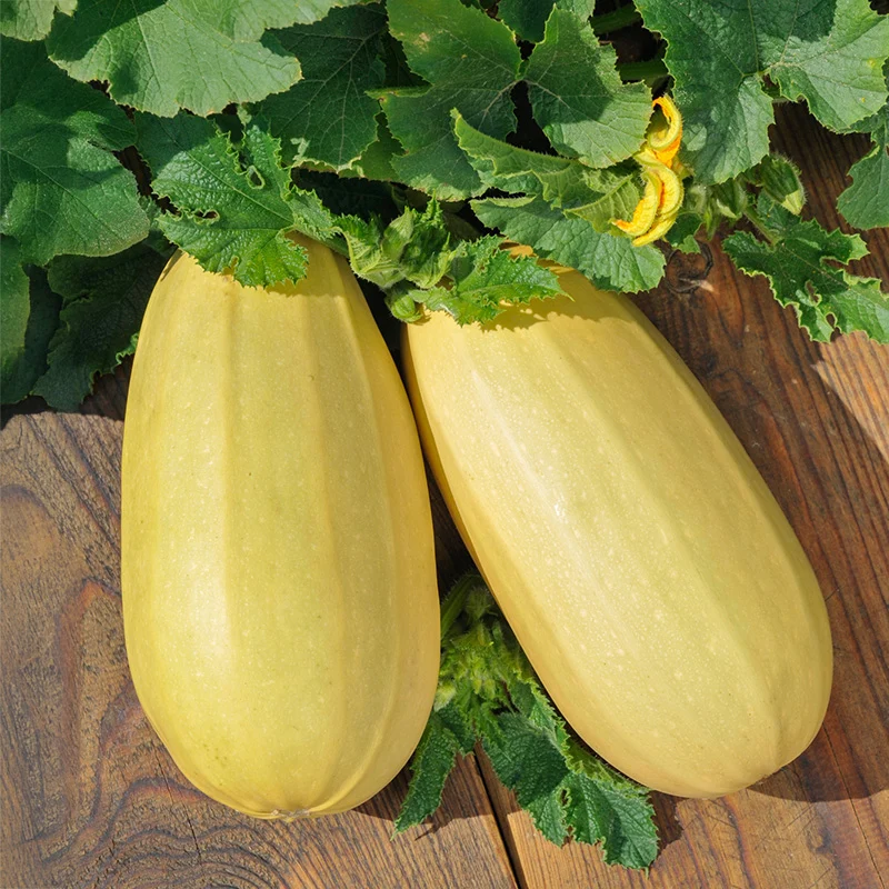 Zucchini - Zeppelin
