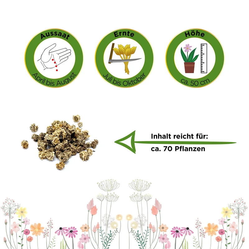 Mangold Lucullus Saatgut