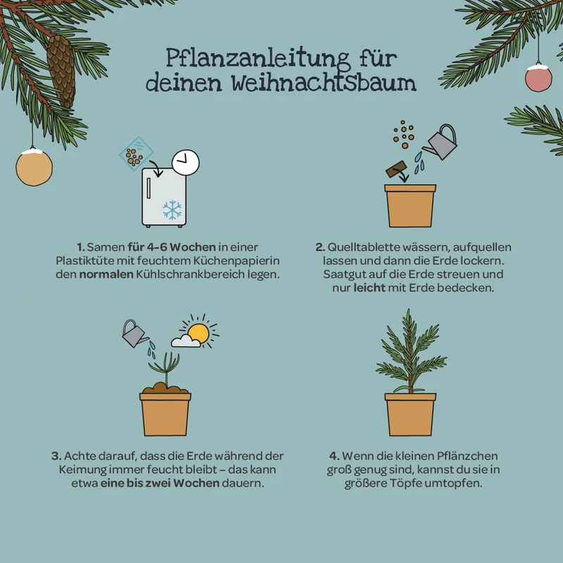 Weihnachtsbaum 2033 aus dem Becher