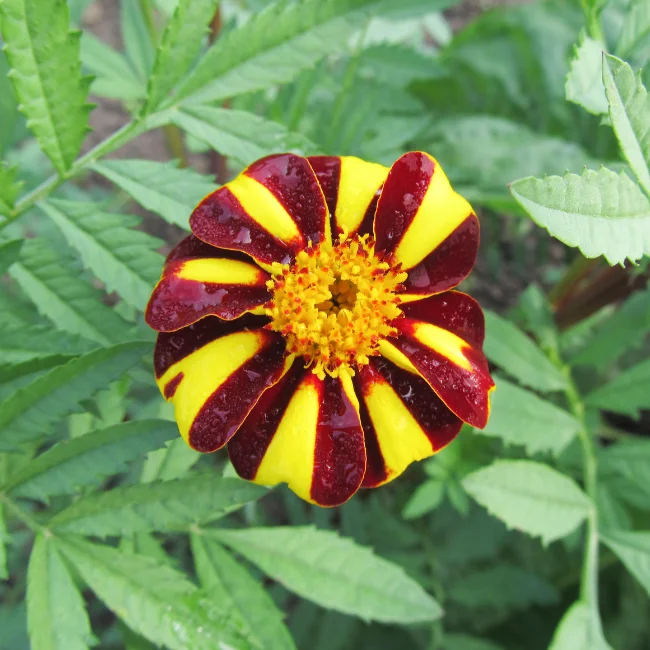 Marigold: Pinwheel Organic Seed