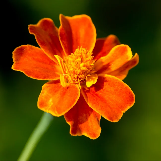 French Marigold: Wild Organic Seed
