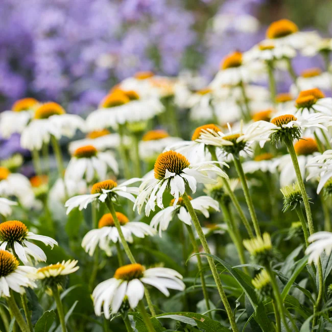 Echinacea: White Swan Organic Seed