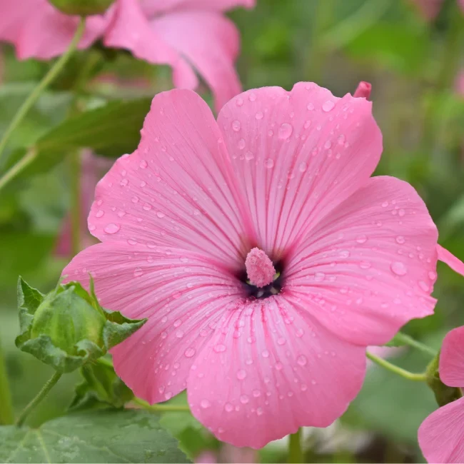 Mallow: Annual Organic Seed
