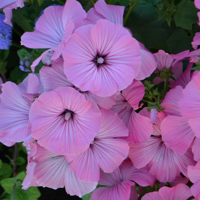 Mallow: Annual Organic Seed