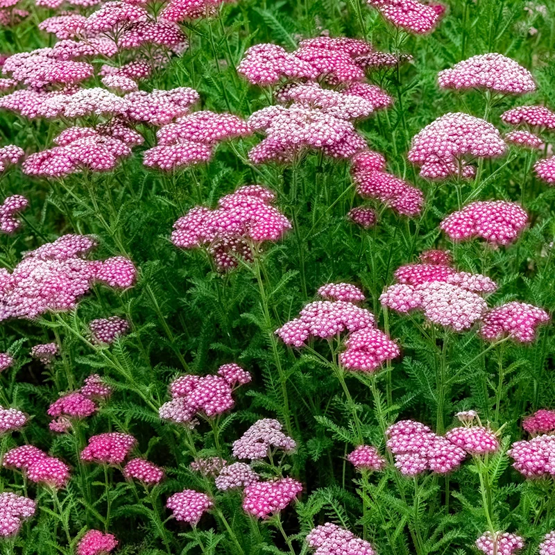 Schafgarbe - Cerise Queen