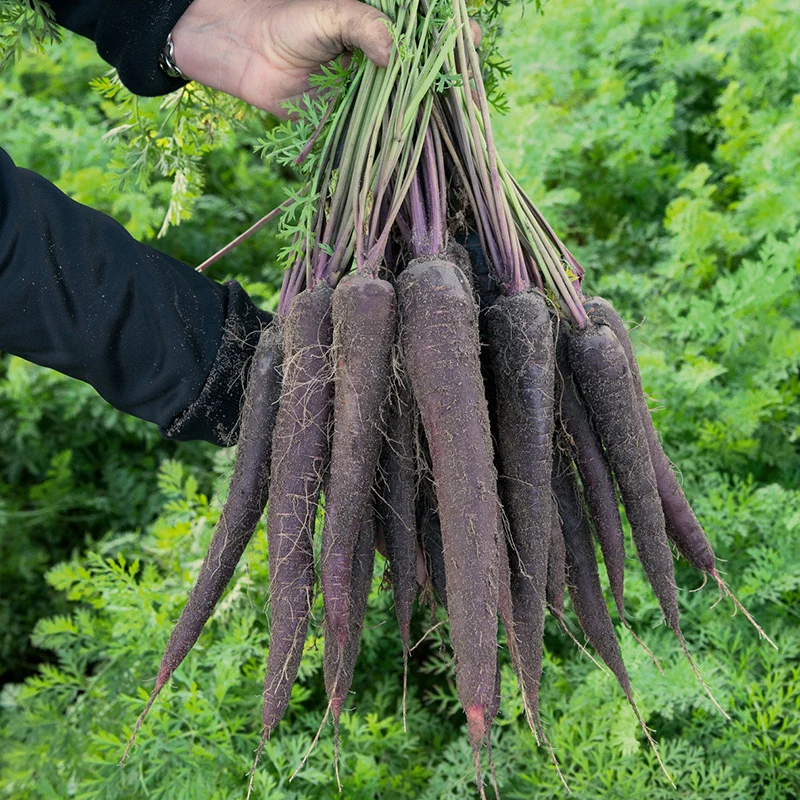 Sommermöhre - Purple Sun F1