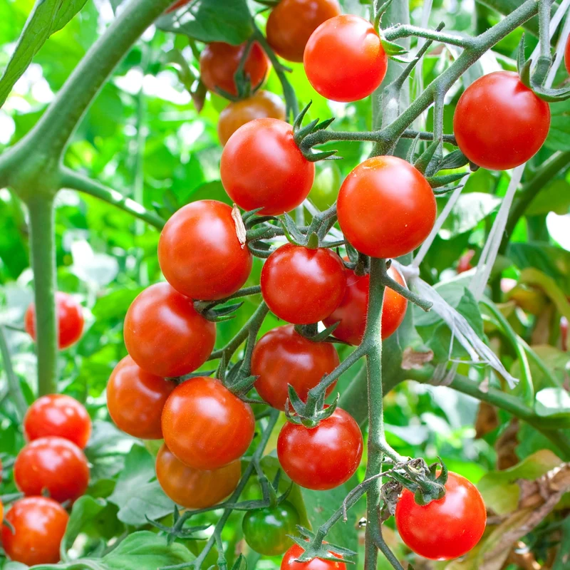 Red Currant Tomatensamen
