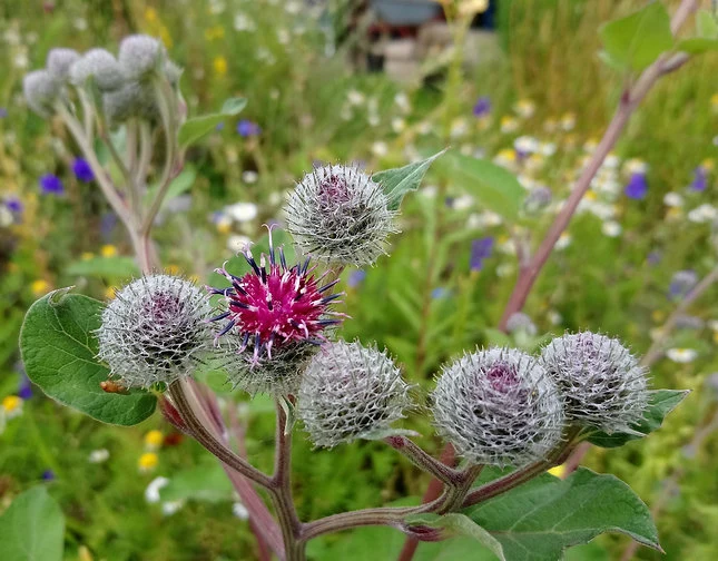 Wollkopf-Klette (Arctium tomentosum)