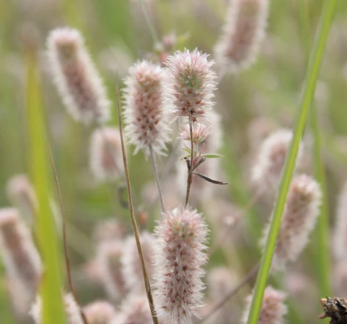 Hasenklee (Trifolium arvense)