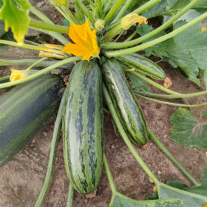 Zucchini- Okapi F1