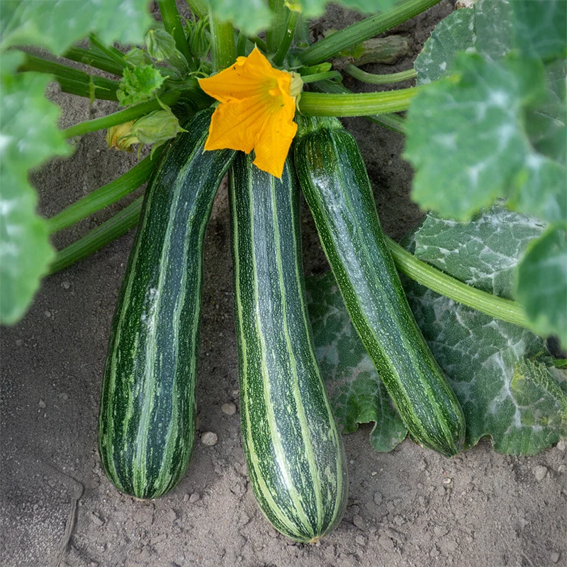 Zucchini - Striato di'Italia