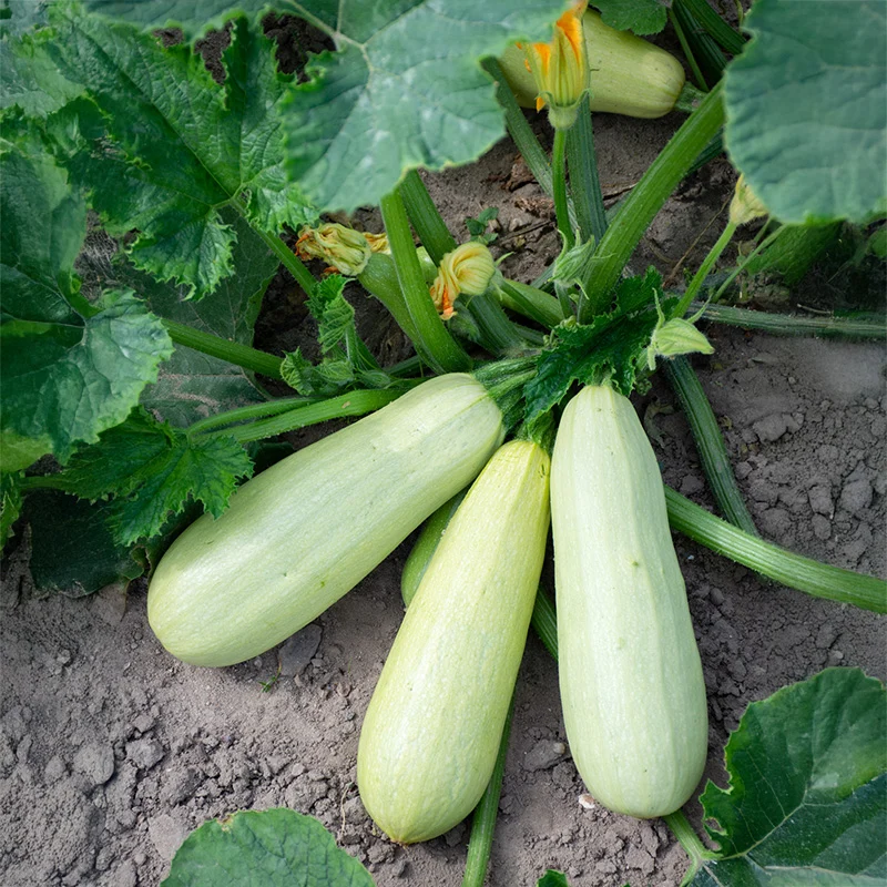 Zucchini - Lungo bianco