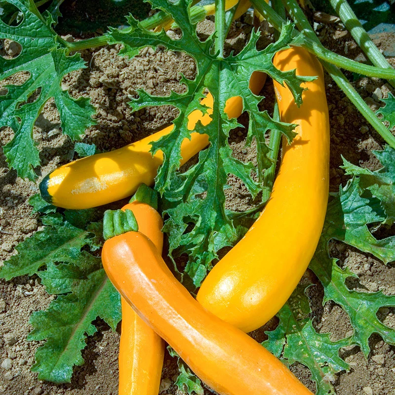 Zucchini - Orelia F1