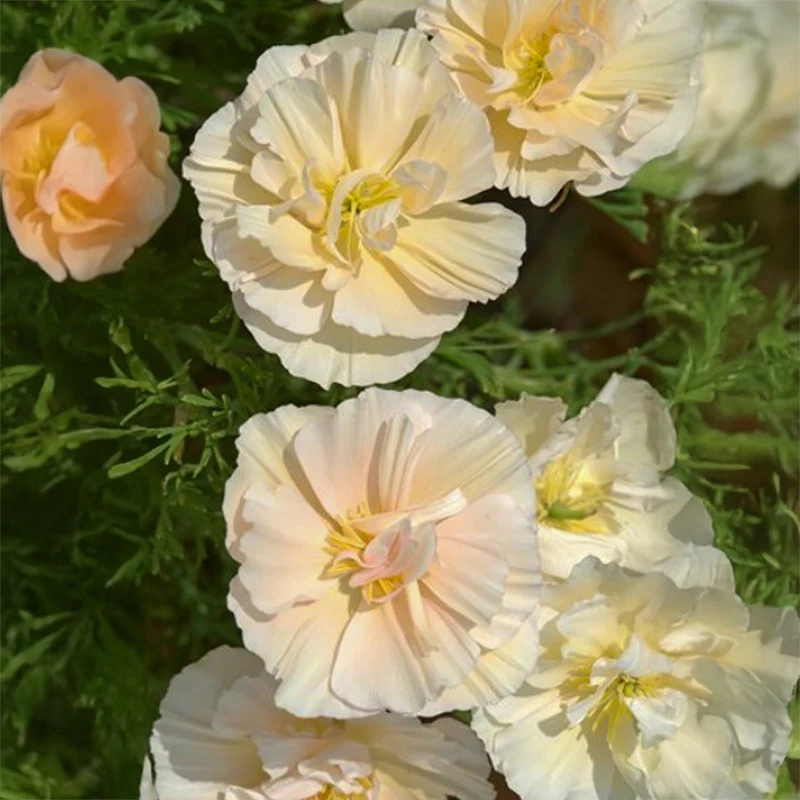 Kalifornischer Mohn - Thai Silk Pink Champagne