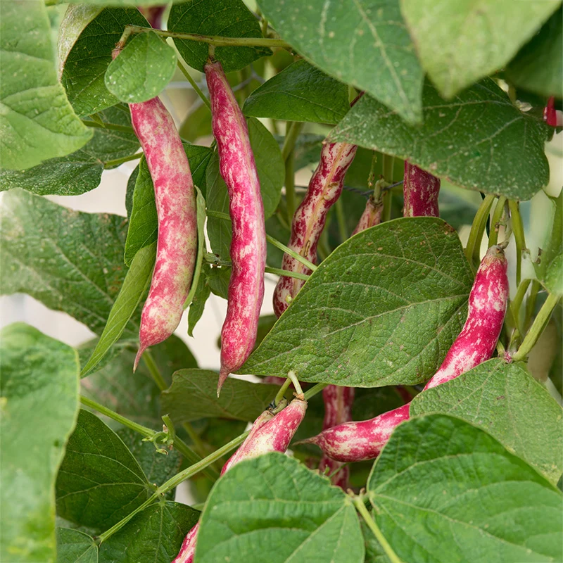 Stangenbohne - Speckled Cranberry